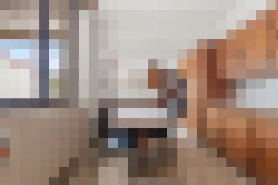 Cupidohof 3700 Tongeren-Borgloon Maastricht thumbnail 10