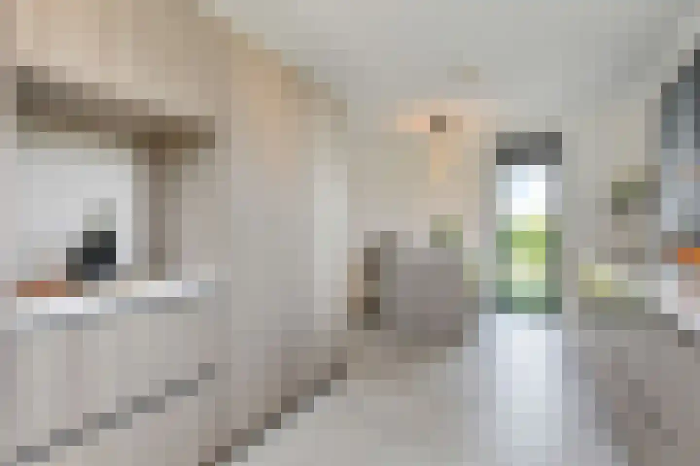 Cyclaamtuin 27 Pijnacker thumbnail 22