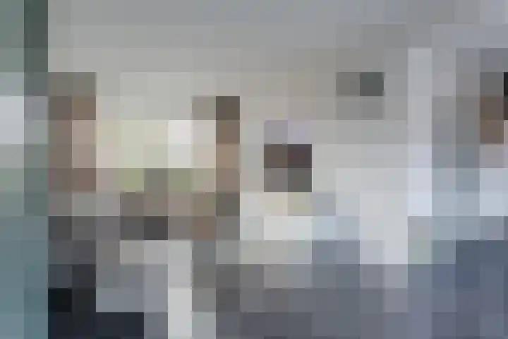 Cygnus 1 Veldhoven thumbnail 5