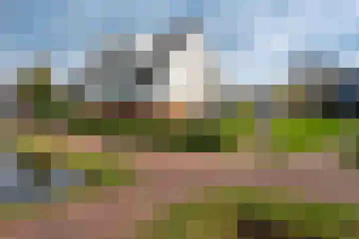 Cypergras 117 Den Haag thumbnail 33