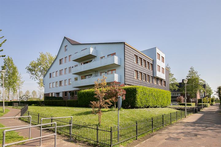 Cypergras 119 in 's-Gravenhage photo