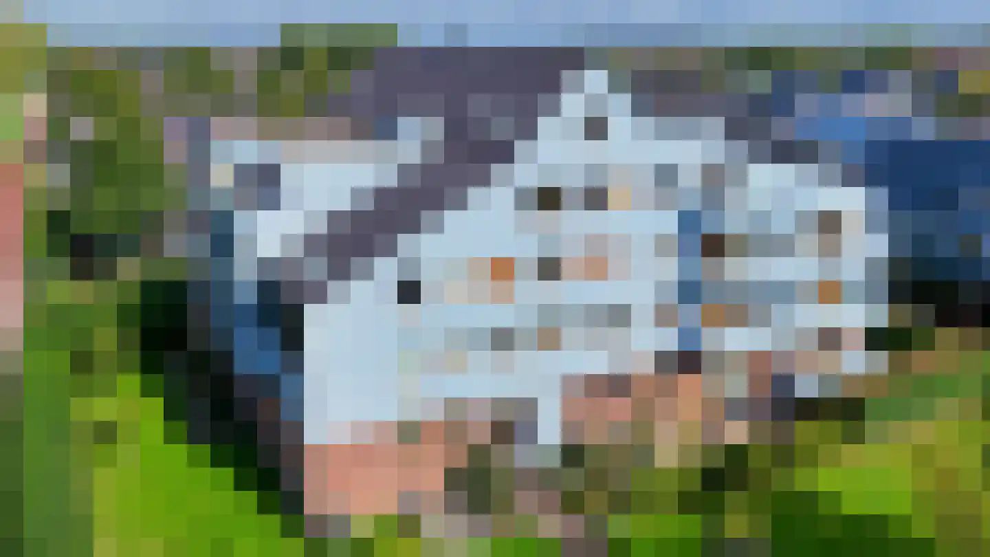 Cypergras 121 Den Haag thumbnail 19
