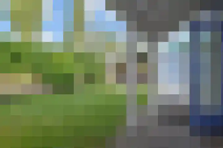 Cypergras 215 Den Haag thumbnail 11