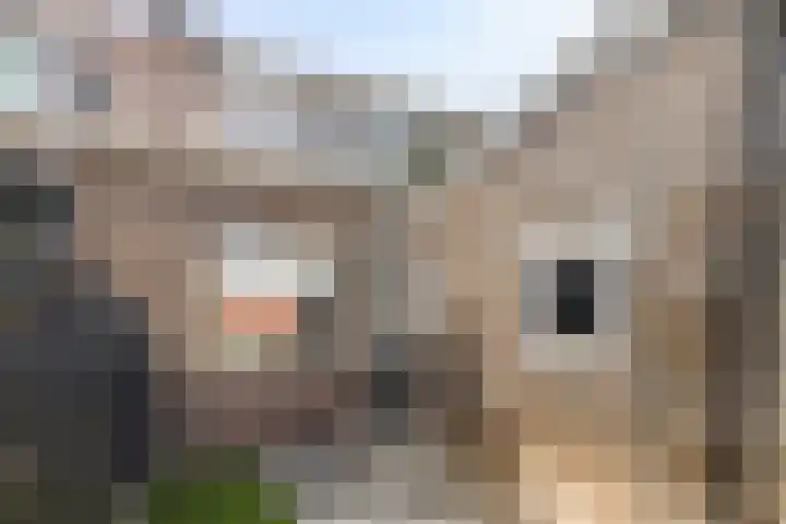 D. Doniastraat 153 Zaandam thumbnail 32