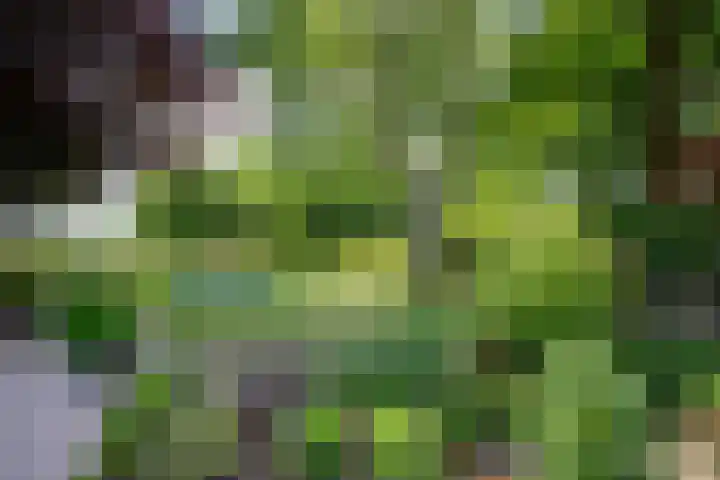 D'n Alleman 21 Knegsel thumbnail 30