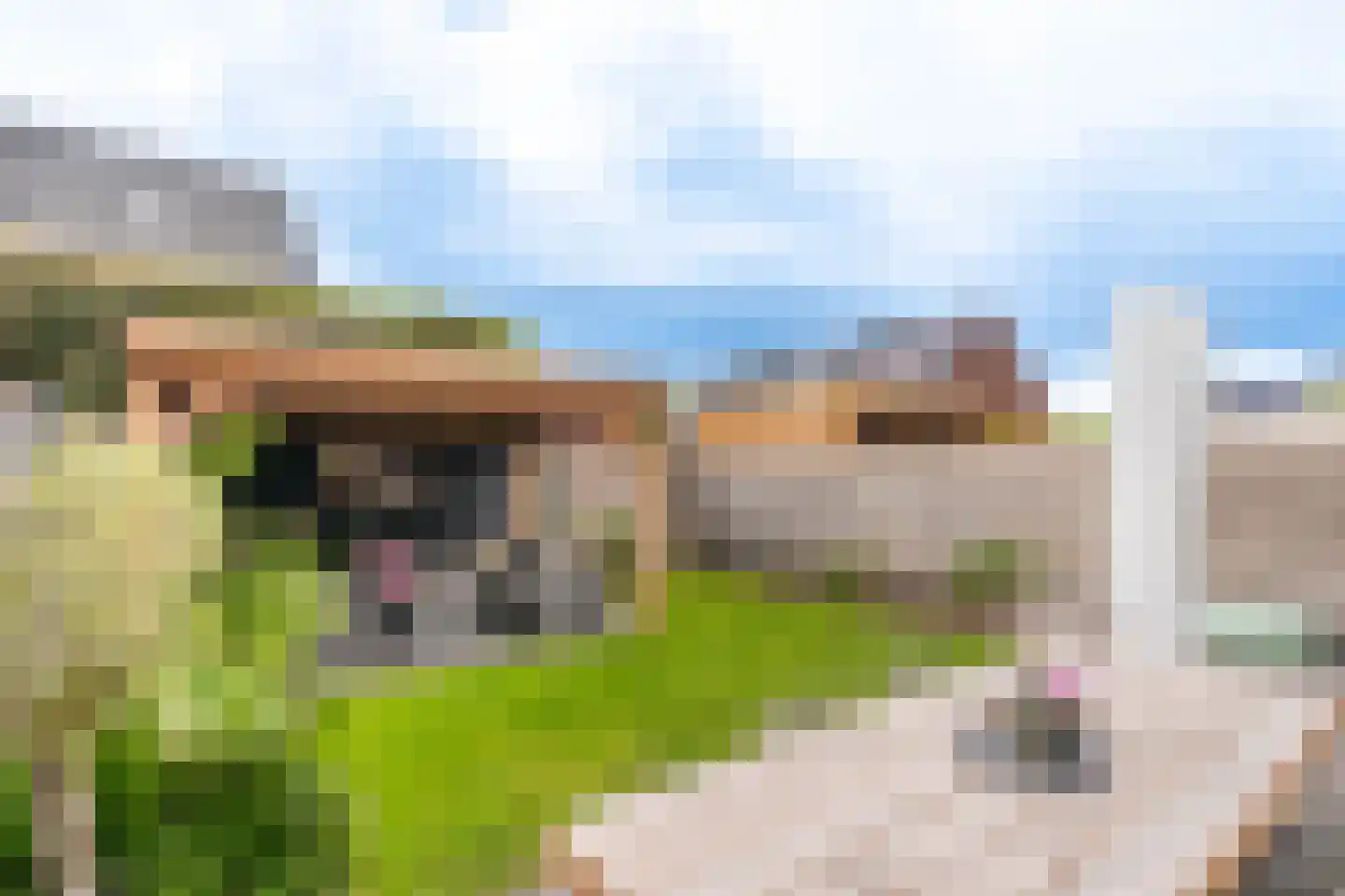 d'n Hof 33 Overloon thumbnail 13