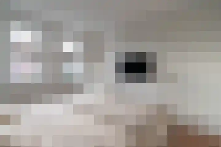 d'n Hof 45 Overloon thumbnail 27