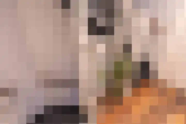 d'n Hof 45 Overloon thumbnail 31