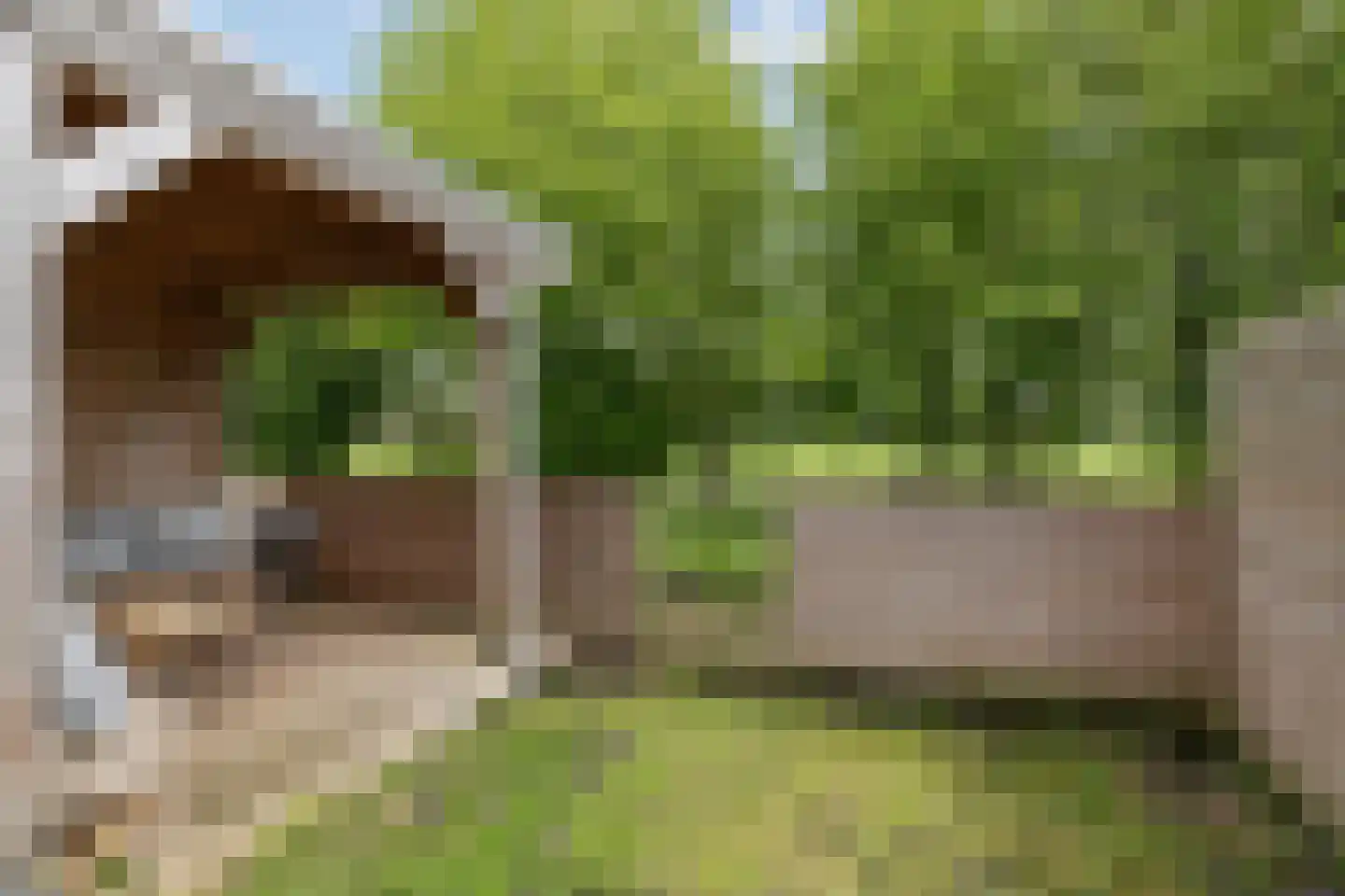 D.S. Bangmastrjitte 46 Reduzum thumbnail 42