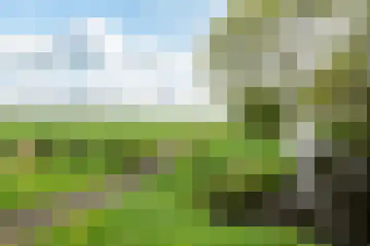 D.S. Bangmastrjitte 81 Reduzum thumbnail 31