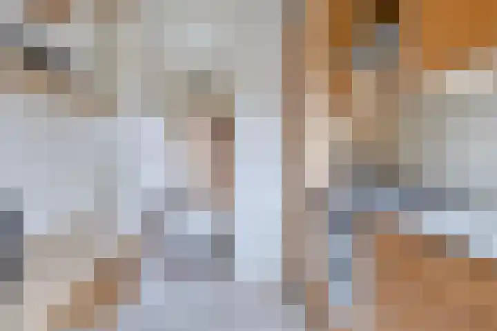 Da Costalaan 12 Haren Gn thumbnail 23