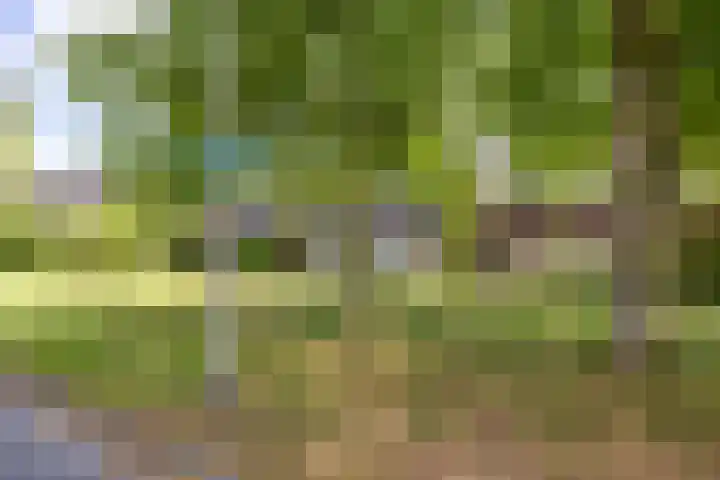 Da Costalaan 24 Haren Gn thumbnail 37