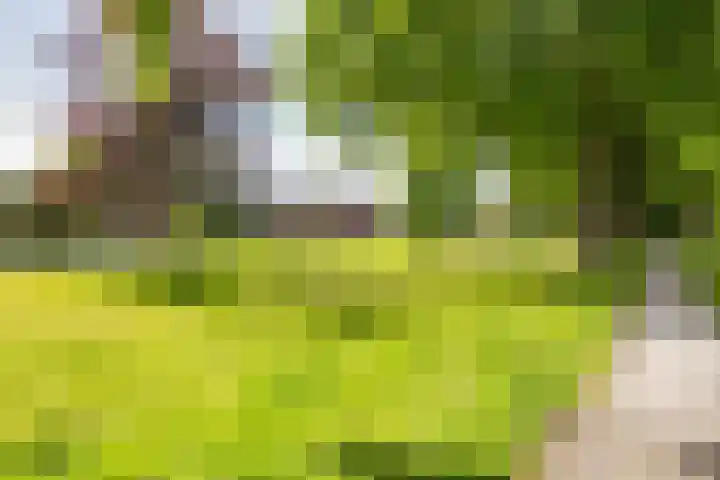 Da Costalaan 24 Haren Gn thumbnail 38