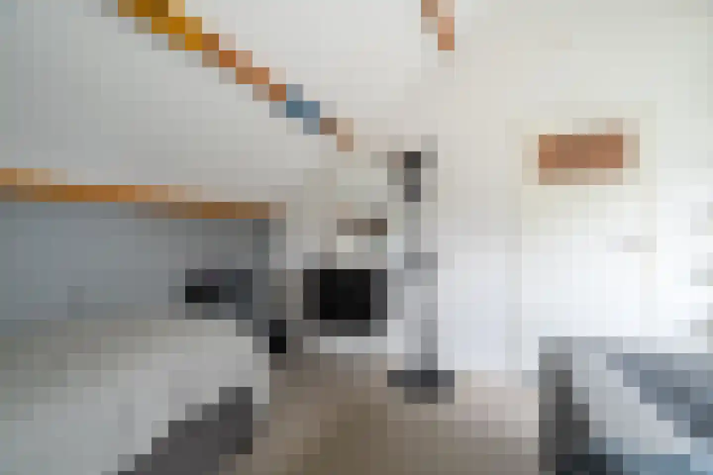Da Costalaan 8 Haren Gn thumbnail 66