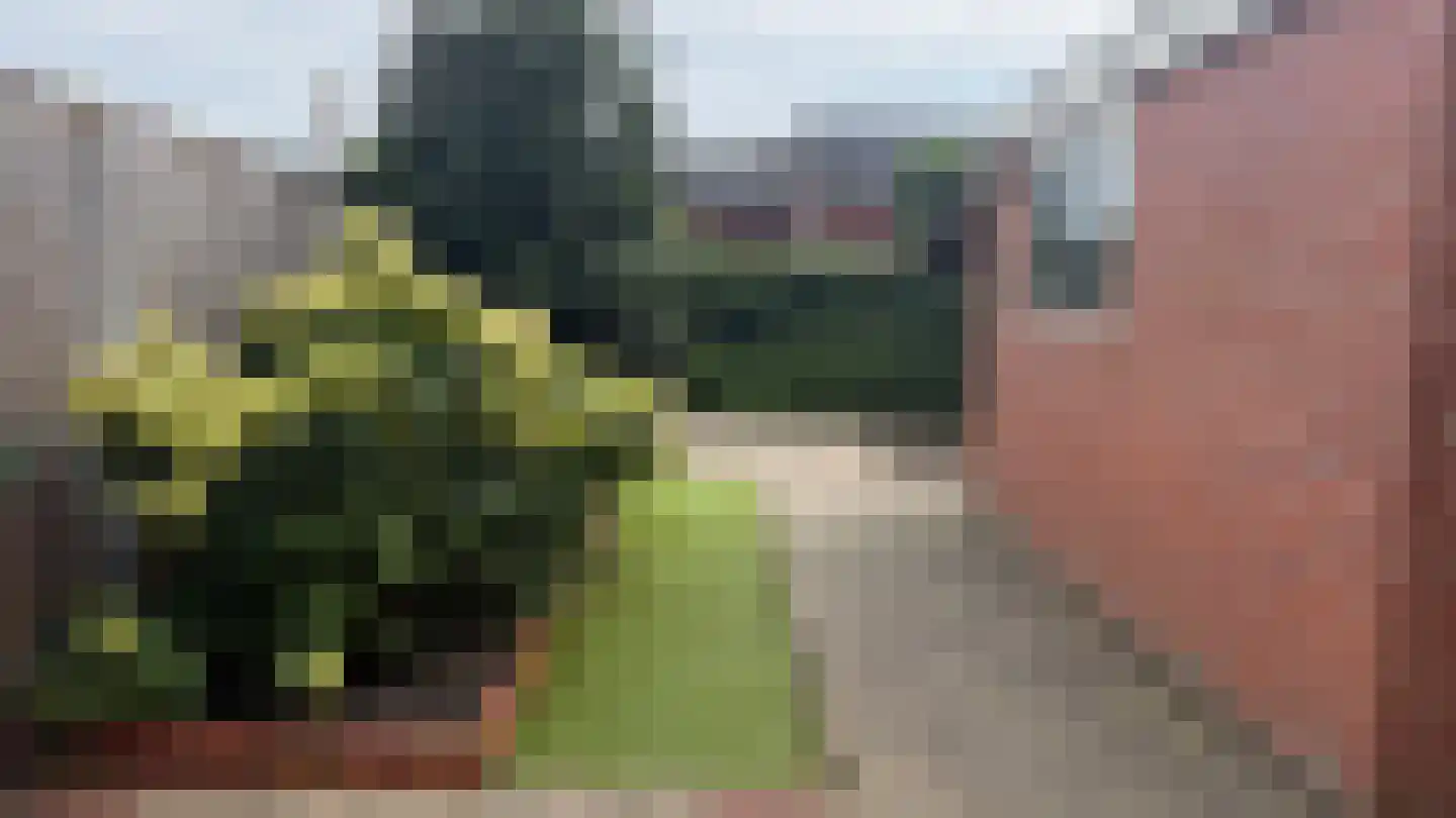 Daalakkers 6 Enter thumbnail 30