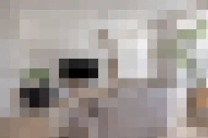 Daalderhof 3 Valkenswaard thumbnail 10