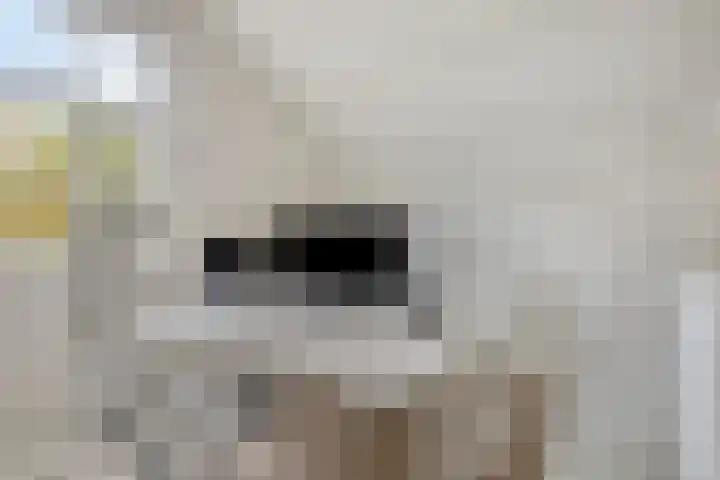 Daalderstraatje 3 Huisseling thumbnail 24