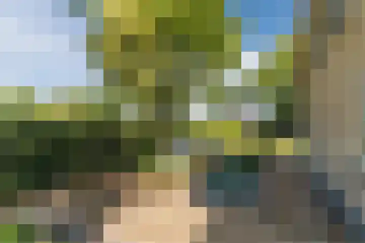 Daandelendennen 16 Venhorst thumbnail 44