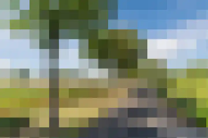 Daandelendennen 16 Venhorst thumbnail 55