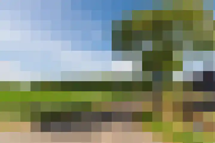 Daandelendennen 16 Venhorst thumbnail 56