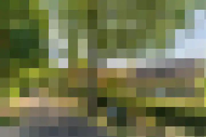 Daandelendennen 16 Venhorst thumbnail 63