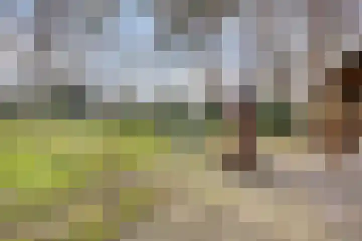 Daansbergen 8 Halsteren thumbnail 55