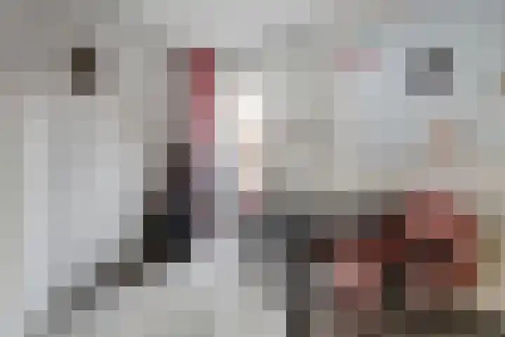 Dadelgaard 13 Spijkenisse thumbnail 25