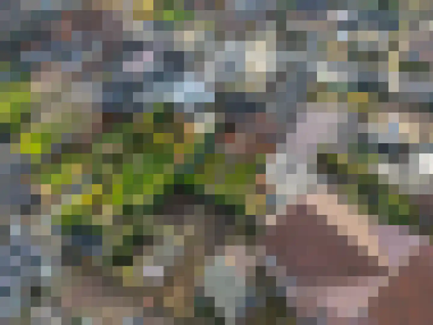 Daelenbroekweg 1 Herkenbosch thumbnail 6