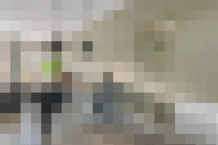 Dagpauwoog 12 Wolvega thumbnail 15