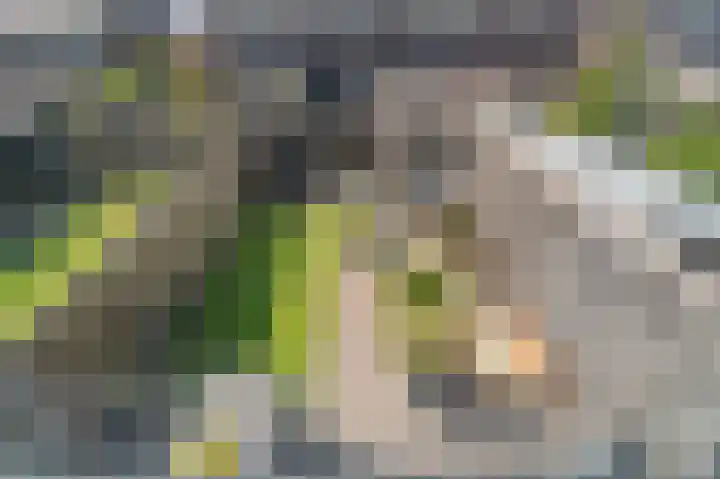 Dagpauwoog 12 Wolvega thumbnail 40