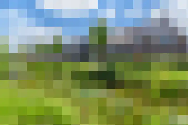 Dagpauwoog 12 Wolvega thumbnail 54