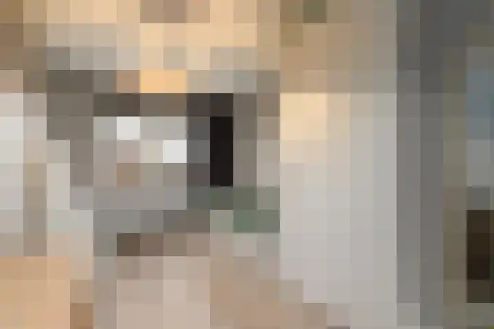 Dagpauwoog 15 Wolvega thumbnail 18