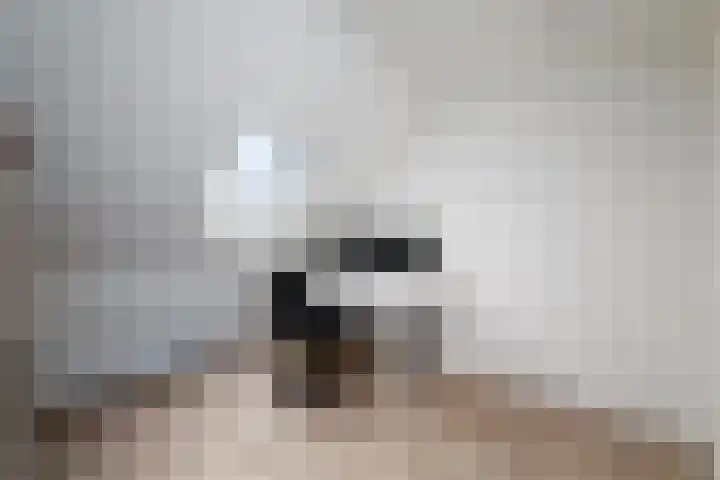Dagpauwoog 15 Wolvega thumbnail 28