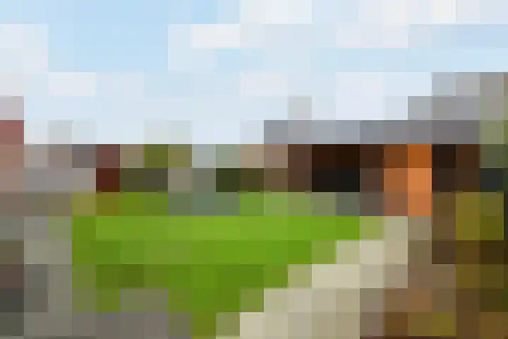 Dagpauwoog 15 Wolvega thumbnail 36