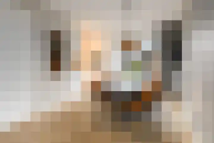 Dagpauwoog 15 Wolvega thumbnail 7