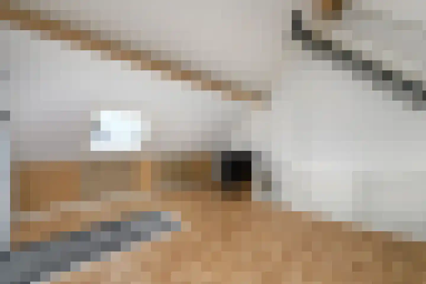 Dagpauwoog 24 Wolvega thumbnail 28