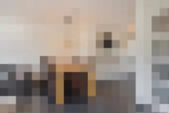 Dagpauwoog 3 Breda thumbnail 11