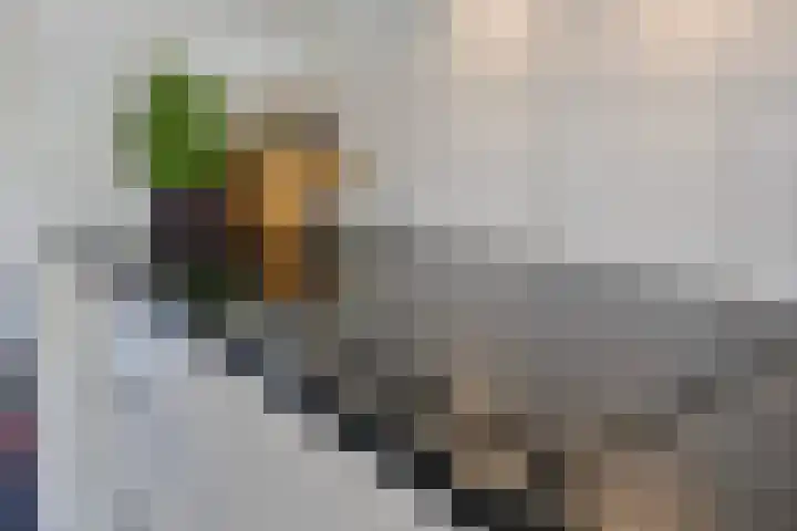 Dagpauwoog 3 Breda thumbnail 15