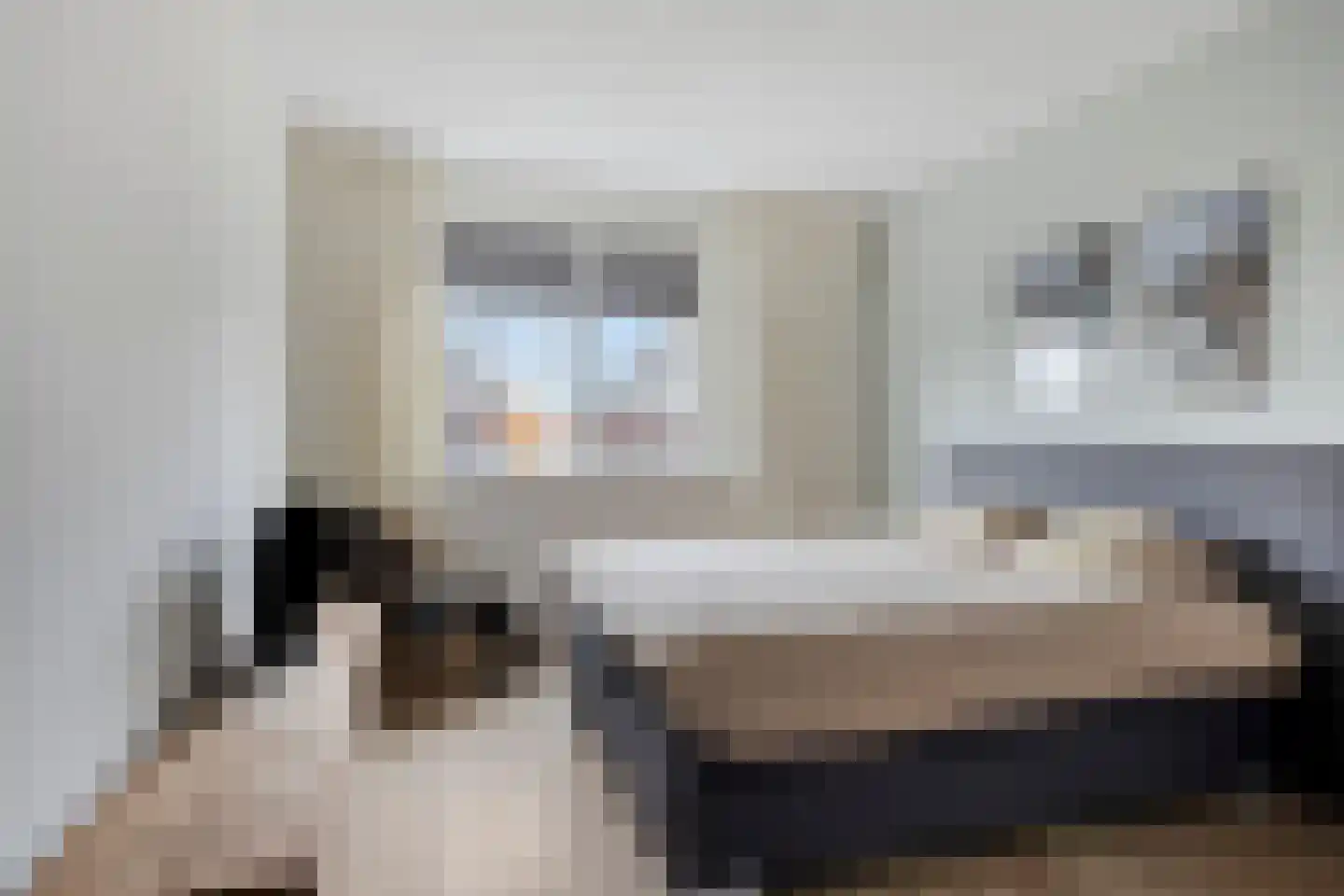 Dagpauwoog 30 Wolvega thumbnail 12