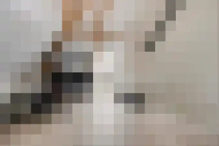 Dagpauwoog 30 Wolvega thumbnail 21