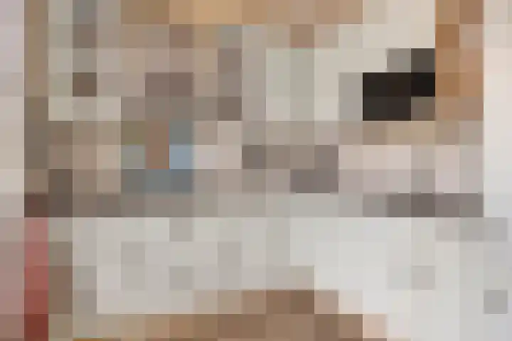 Dagpauwoog 4 A Emmen thumbnail 19