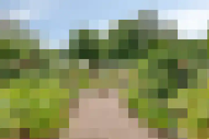 Dagpauwoog 4 A Emmen thumbnail 4