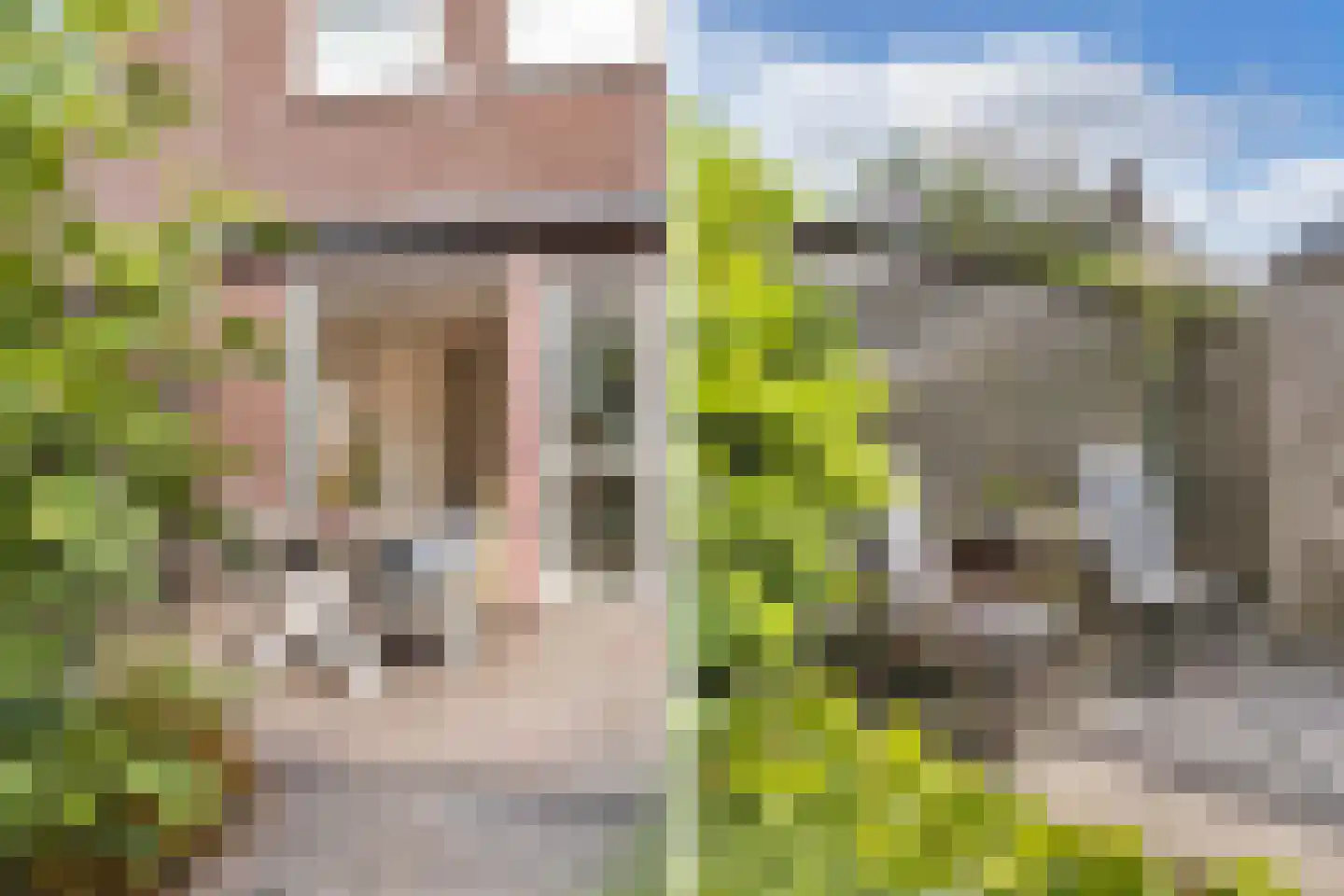 Dagpauwoog 4 Wolvega thumbnail 36