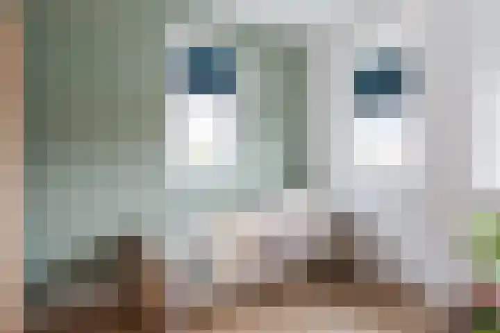 Dagpauwoog 42 Wolvega thumbnail 30