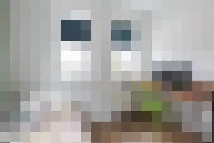 Dagpauwoog 42 Wolvega thumbnail 31