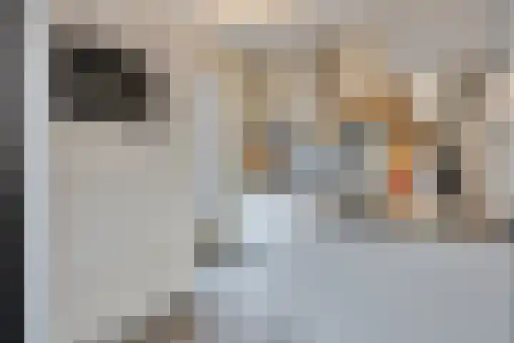 Dagpauwoog 5 Oosterhout thumbnail 12