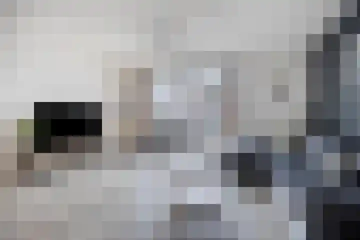 Dagpauwoog 52 Someren thumbnail 8