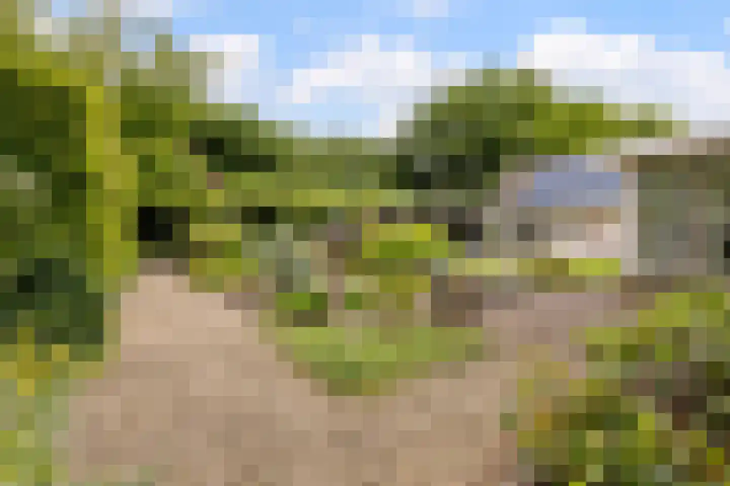 Dagpauwoog 7 Rijen thumbnail 33