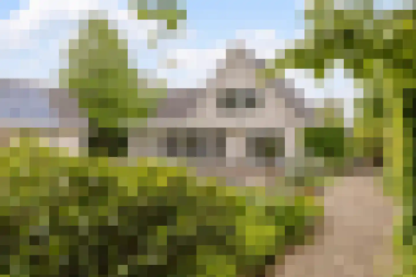 Dagpauwoog 7 Rijen thumbnail 35