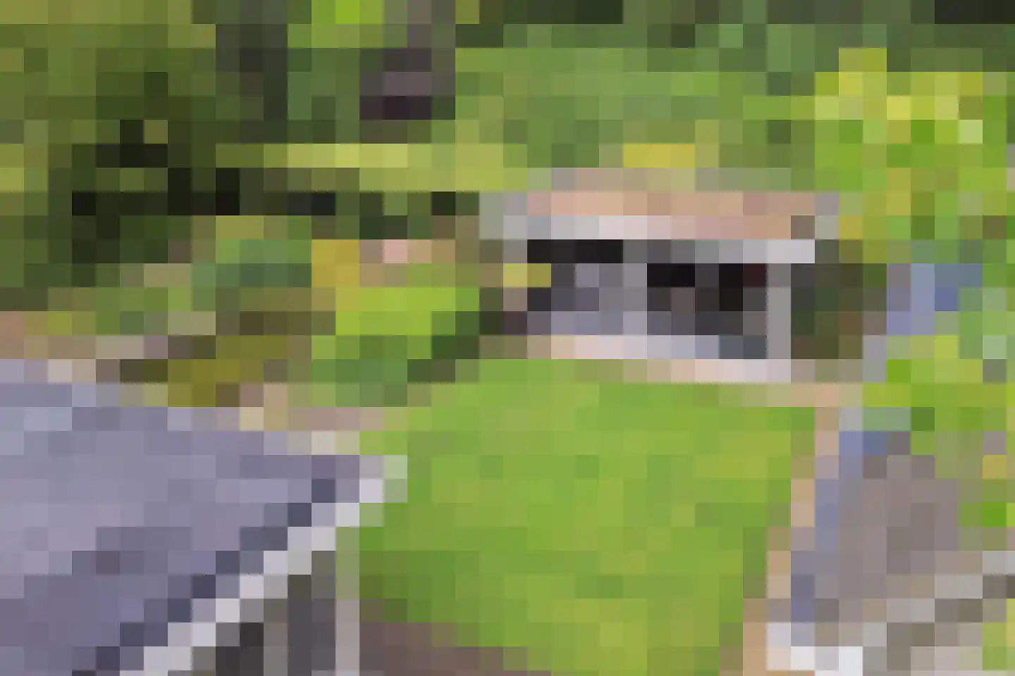 Dagpauwoog 7 Rijen thumbnail 41